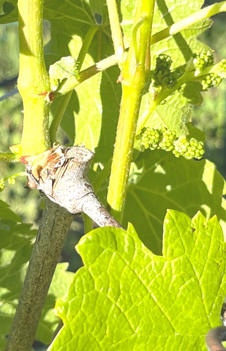 8am in the vineyard obsessing over cane growth #NapaValley #CabernetFranc #LosCarneros #NapaAbajo