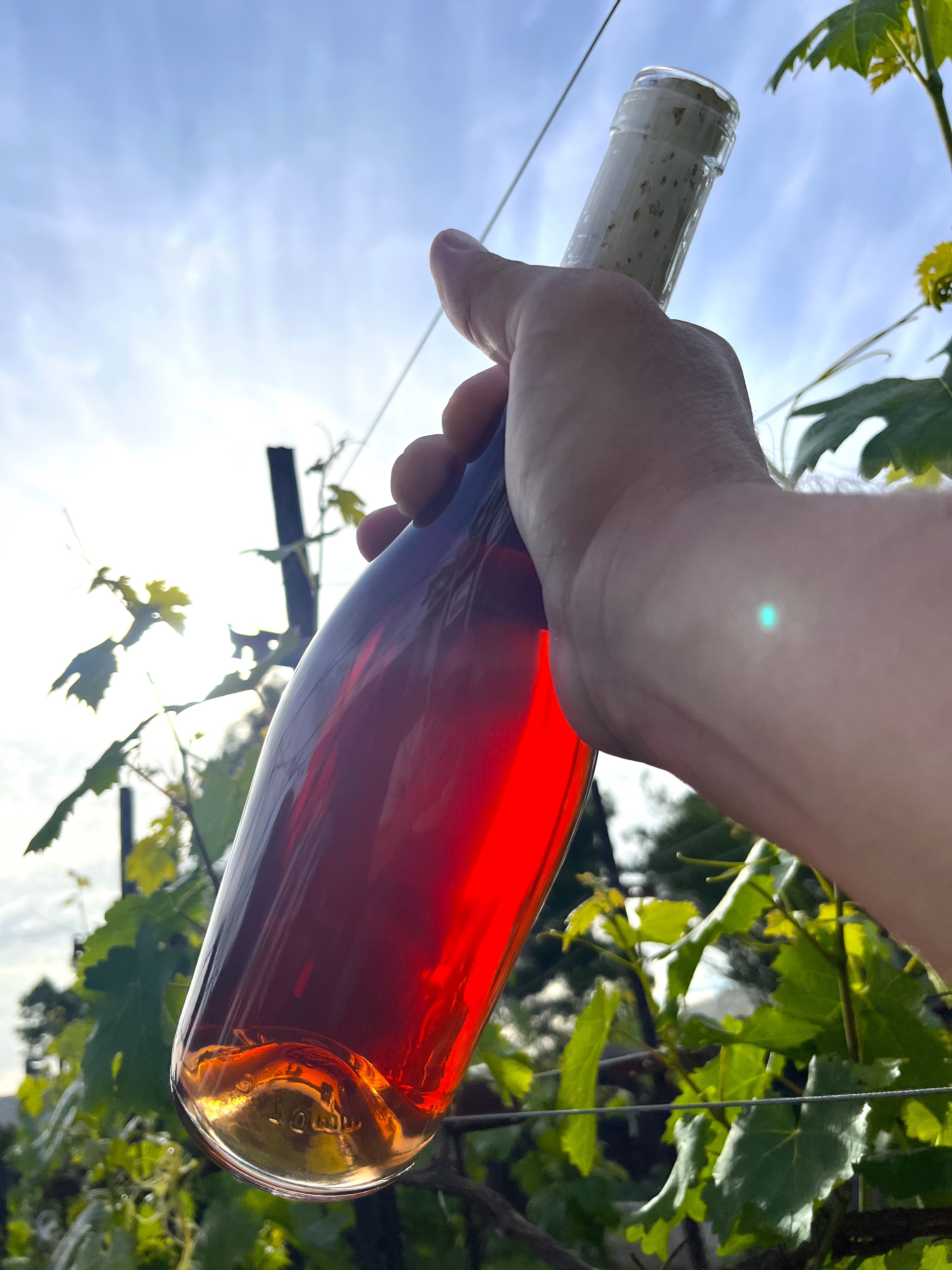 Matt Shirk 2025 Zinfandel Field Blend Rose