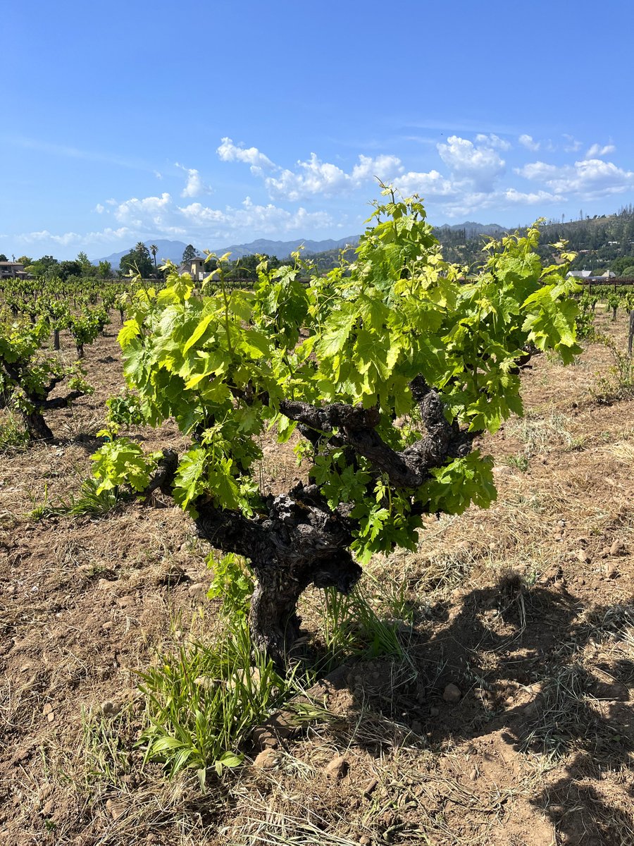 An authentic old-vine, dry-farmed, head-trained #Zinfandel vine, likely planted between 1910 and 1930, growing in the he