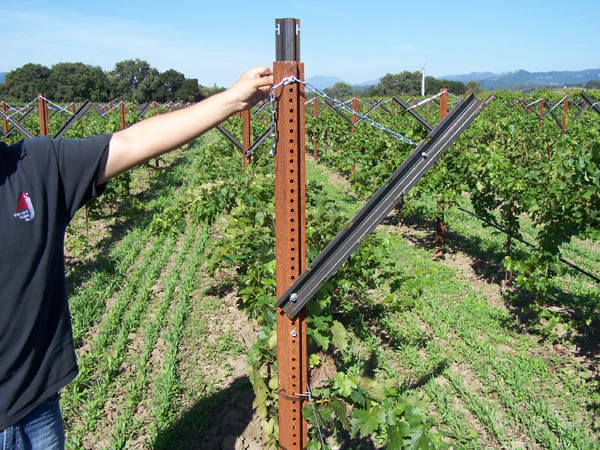 Cabernet Franc vines are growing so fast