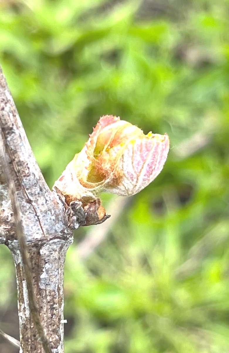 #CabernetFranc #Budbreak in #LosCarneros #NapaValley #NapaAbajo - lots of rain again this year - #2024Vintage could be a