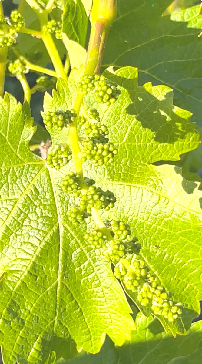 #CabernetFranc clusters growing in #LosCarneros #NapaValley