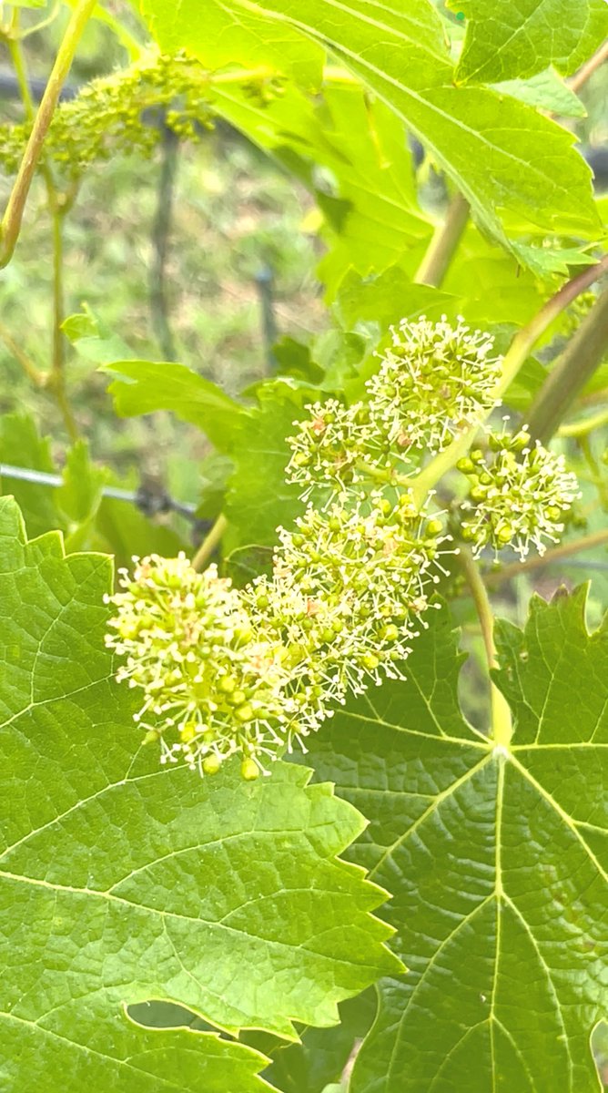 #CabernetFranc flowering stage in #LosCarneros #NapaValley