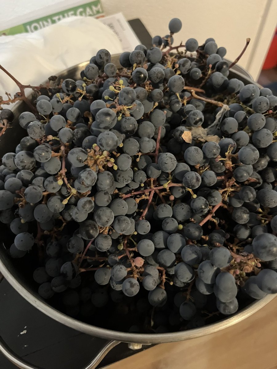 #cabernetfranc #loscarneros #napaabajo #harvest2023 good fruit #25Brix - tasty not tart