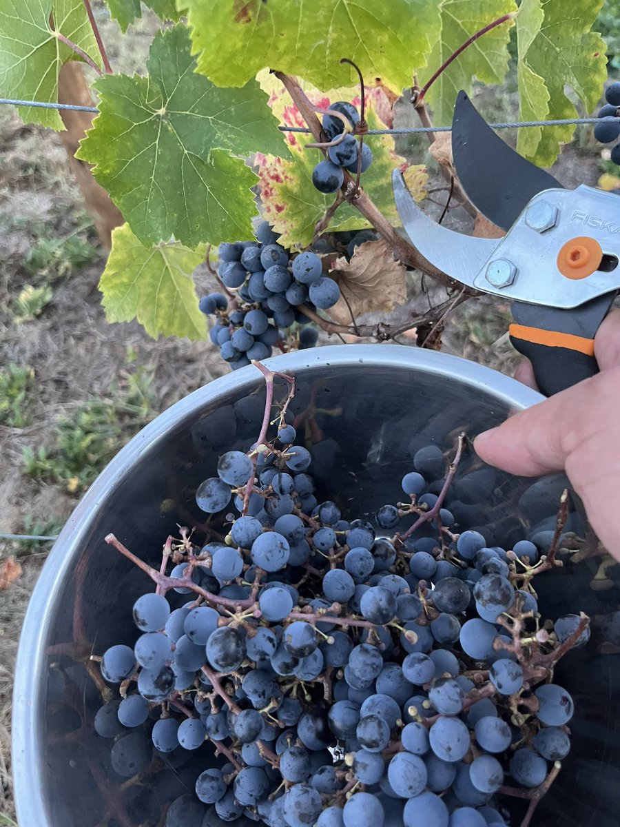 #cabernetfranc #loscarneros #napaabajo #harvest2023 good fruit #25Brix - tasty not tart