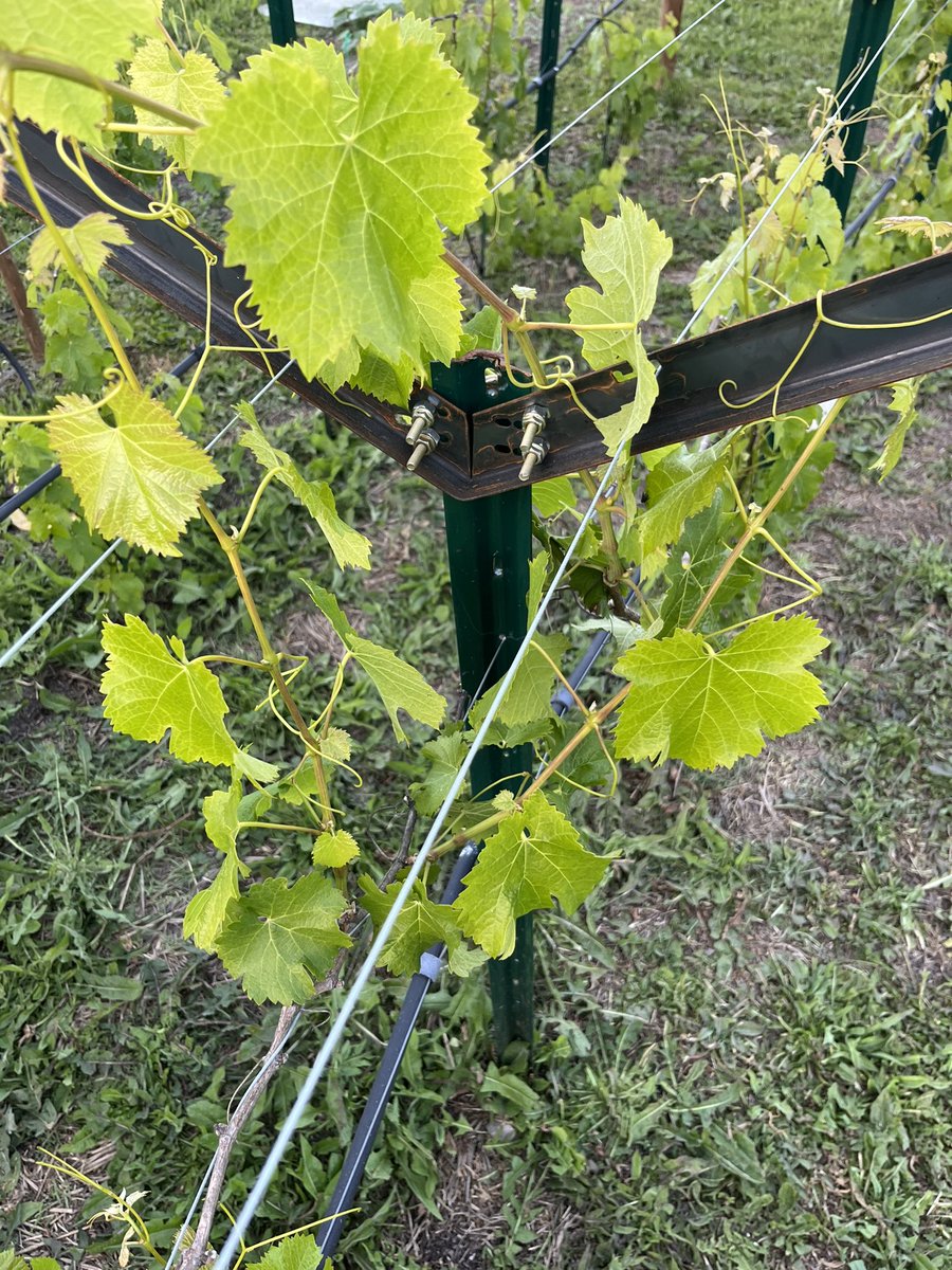 #CabernetFranc vines love their new 36” V crossarms - lots of room to grow thanks to the guys at @AJVineSupply