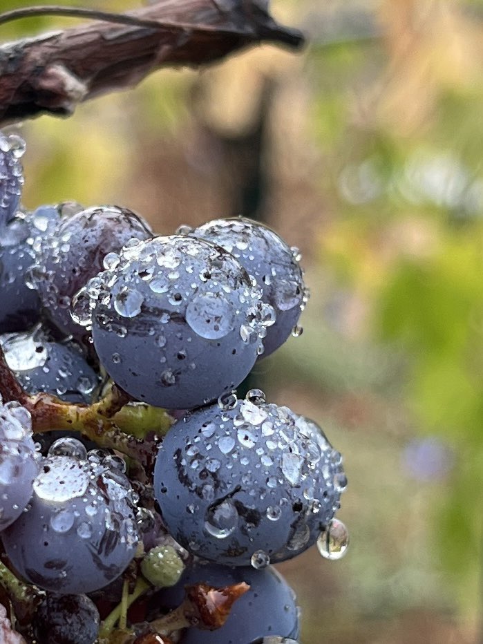 First precipitation of the Fall