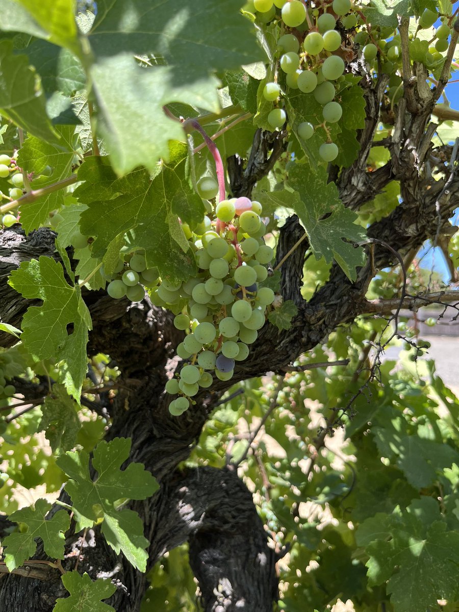 First signs of #veraison in Saint Helena AVA