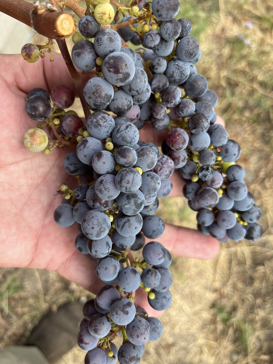 Getting close to Harvest 2023