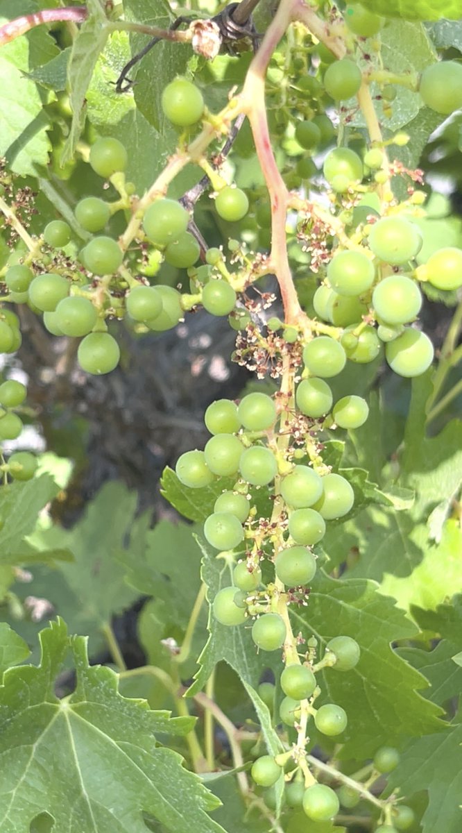 Grape clusters forming now