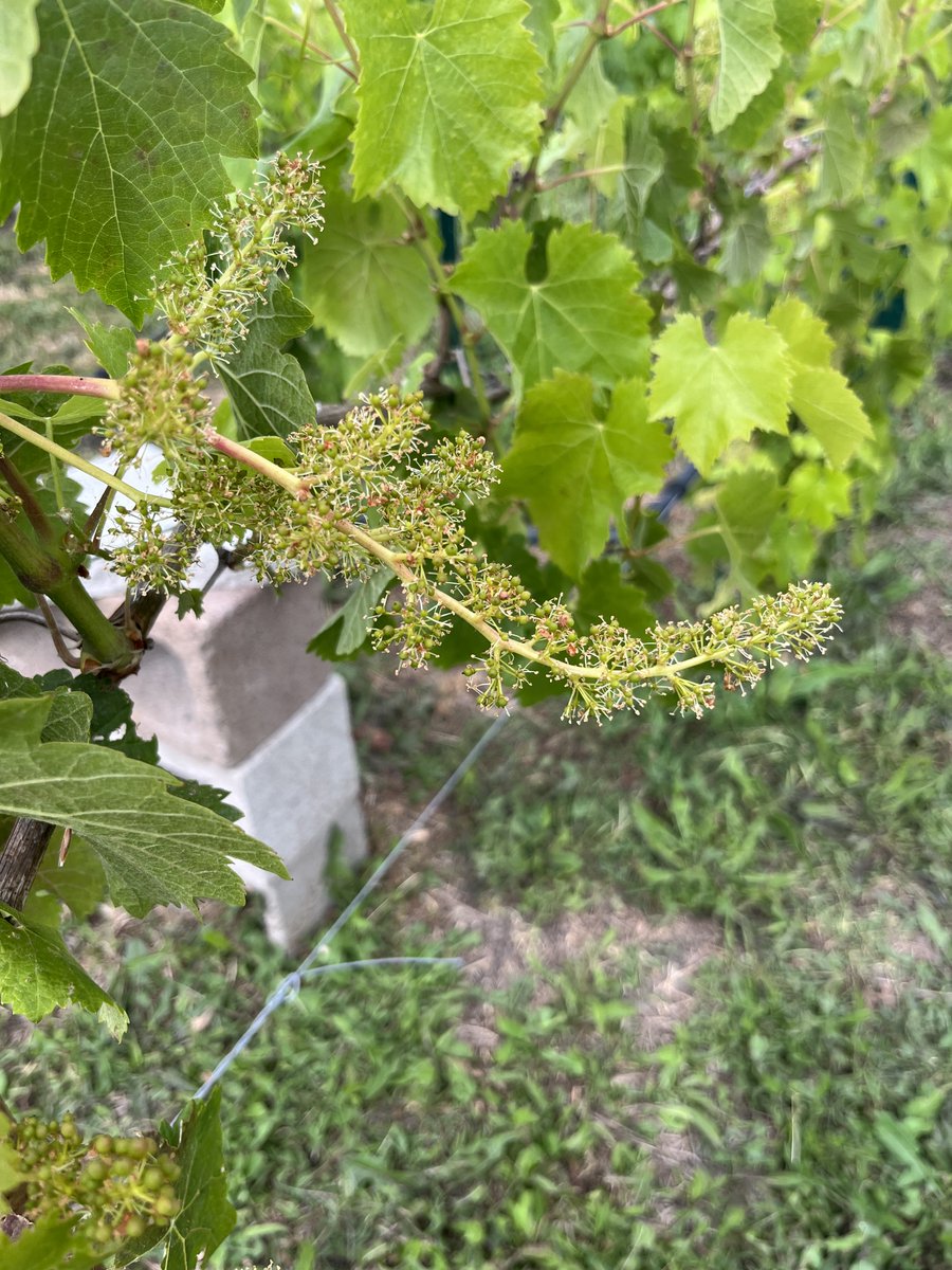 Grapevine flowering stage is coming a little late this year due to the ongoing cool and rainy weather