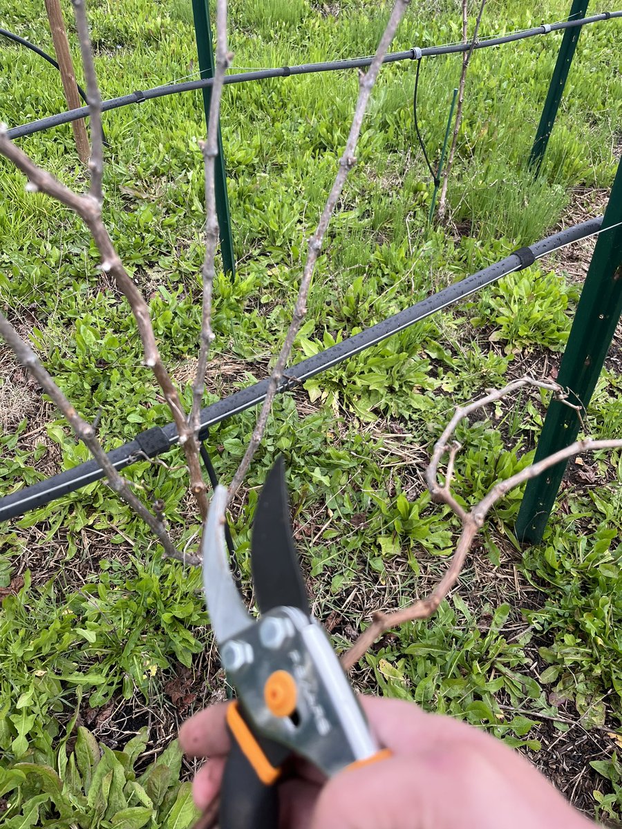 Late pruning this year because of the rain #CabernetFranc #NapaValley #LosCarneros