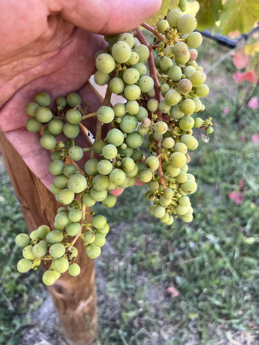 Nice grape clusters forming now