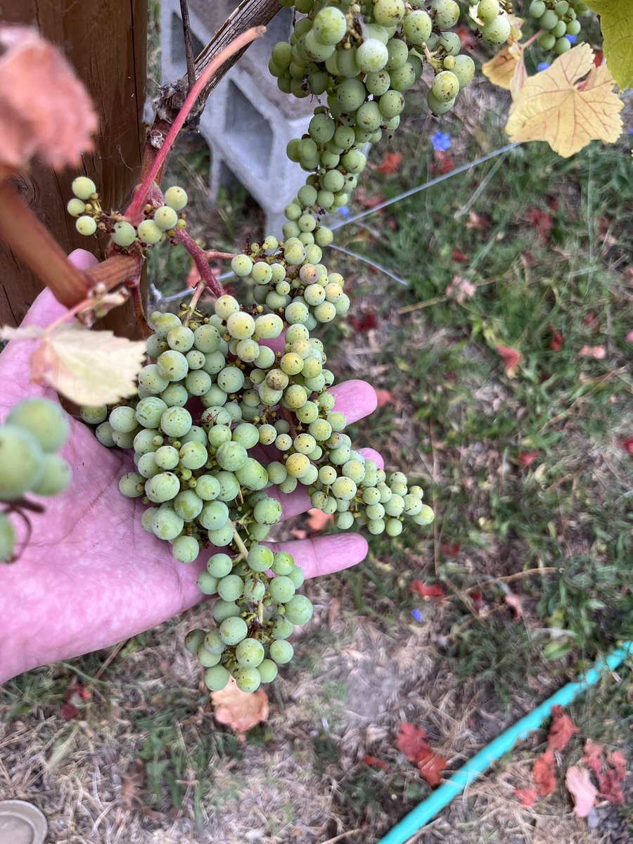 Not quite #veraison in #napaabajo #loscarneros #cabernetfranc