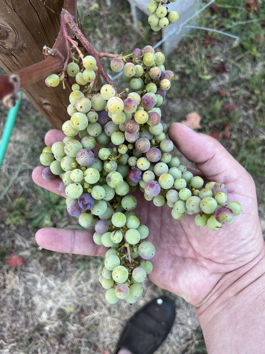 One day makes a big difference during #Veraison in #LosCarneros #NapaValley