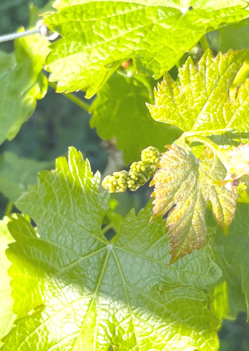 One week makes a big difference in #LosCarnerosAVA #NapaValley