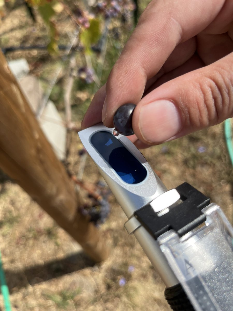 Testing #Brix during #Harvest2023 #CabernetFranc #LosCarneros