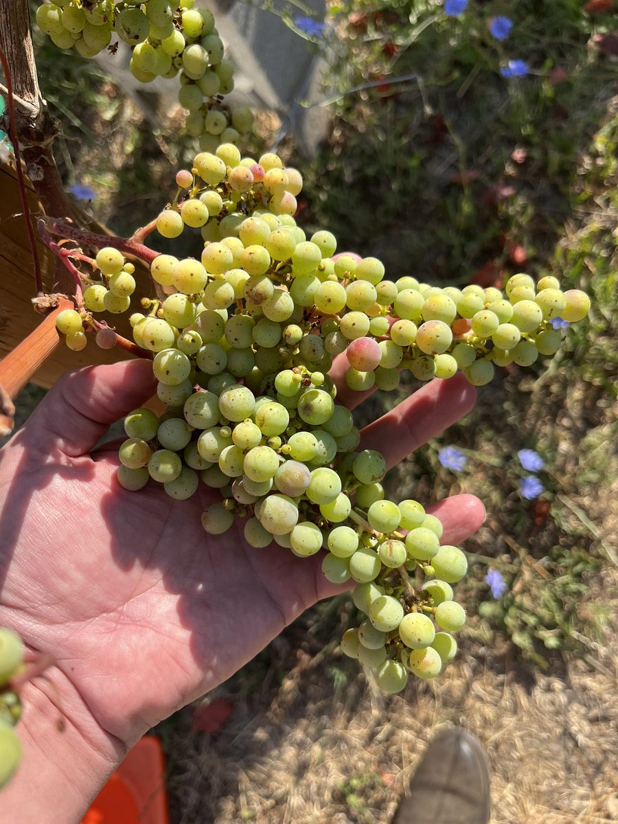 The very beginning of #CabernetFranc #Veraison gradually starting in #NapaAbajo #LosCarneros #NapaValley