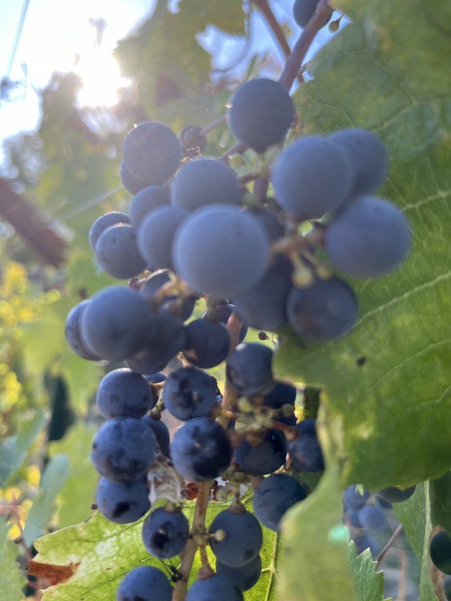 Vines in soft sunlight,