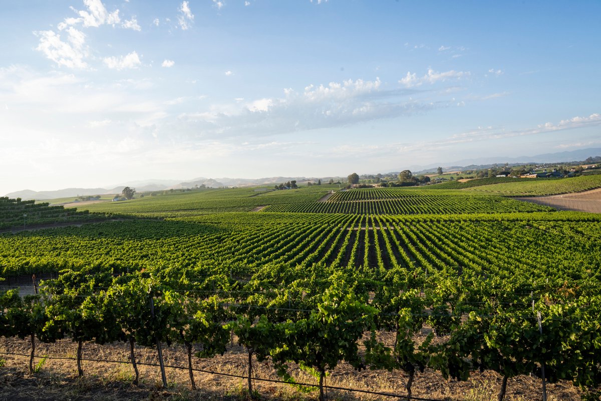 What is so special about the Los Carneros AVA