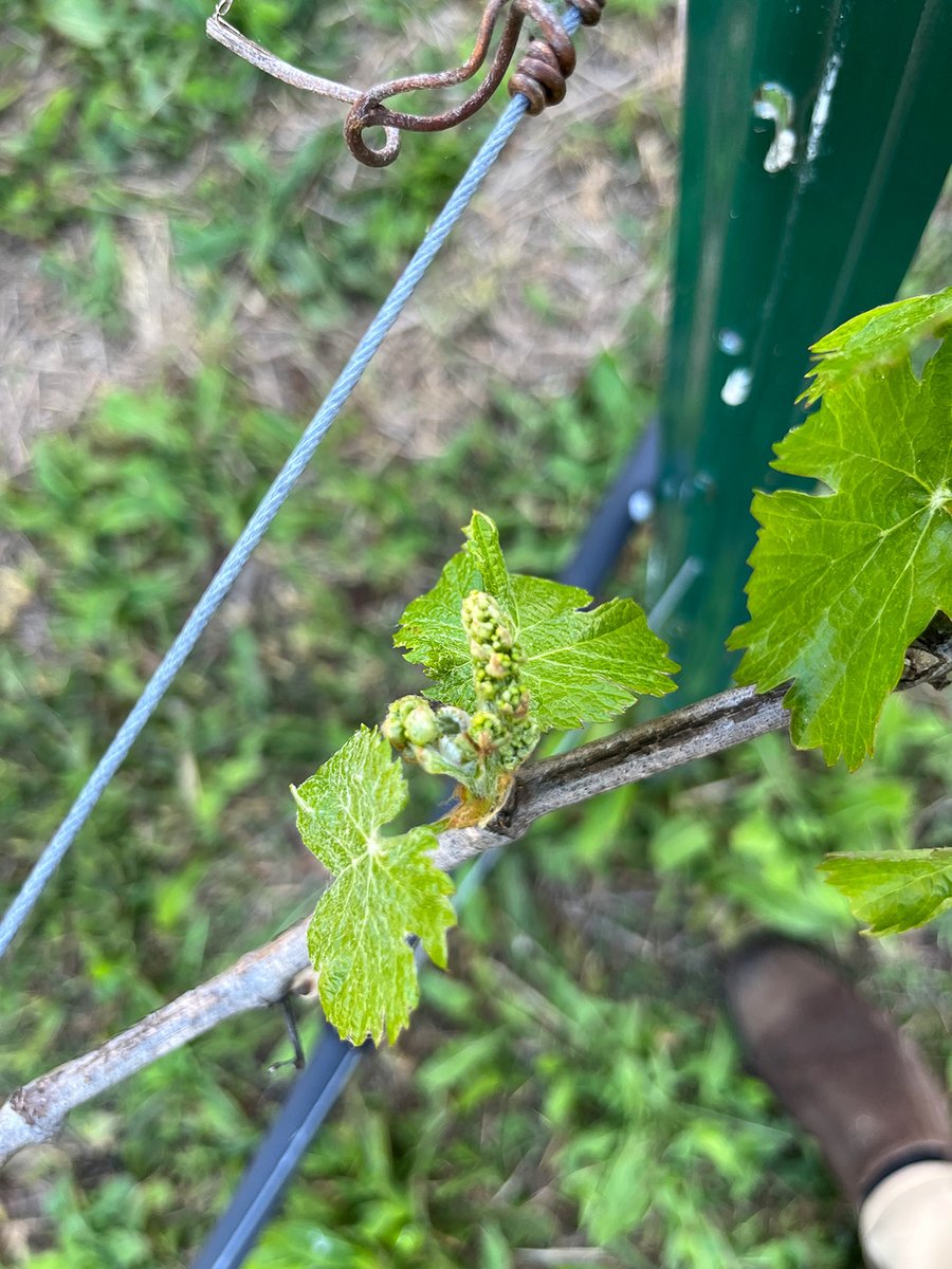 Year 3 Cabernet Franc clones FPS 13.1 - 1616C budbreak in Los Carneros AVA, Napa Valley